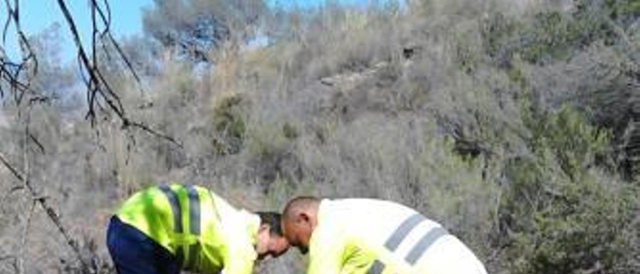 El tomicus destruens es un insecto autóctono presente en todos los pinares. El problema es que la extrema sequía se sufre la provincia ha debilitado los pinos, lo que les hace más vulnerables y ofrecen menos resistencia a estos insectos, que desarrollan su vida mayoritariamente debajo de la corteza.