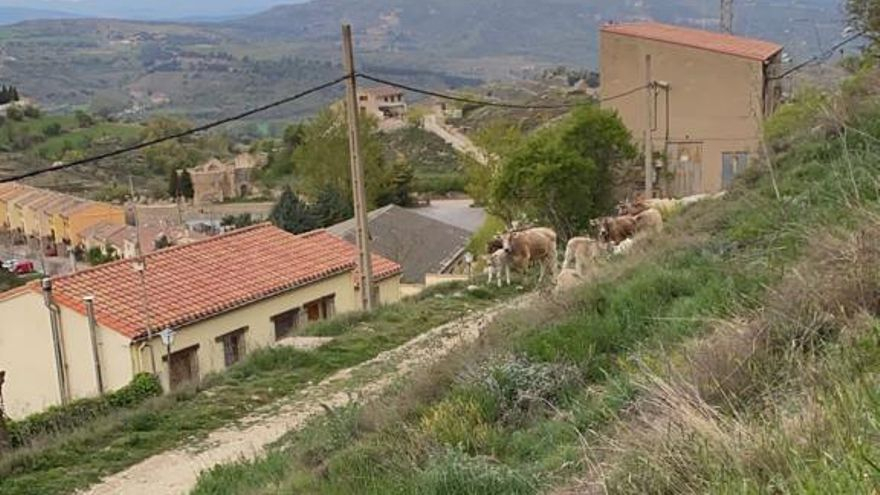 Un grupo de vecinos logró hacer recular a las vacas e impedir su entrada en el casco urbano