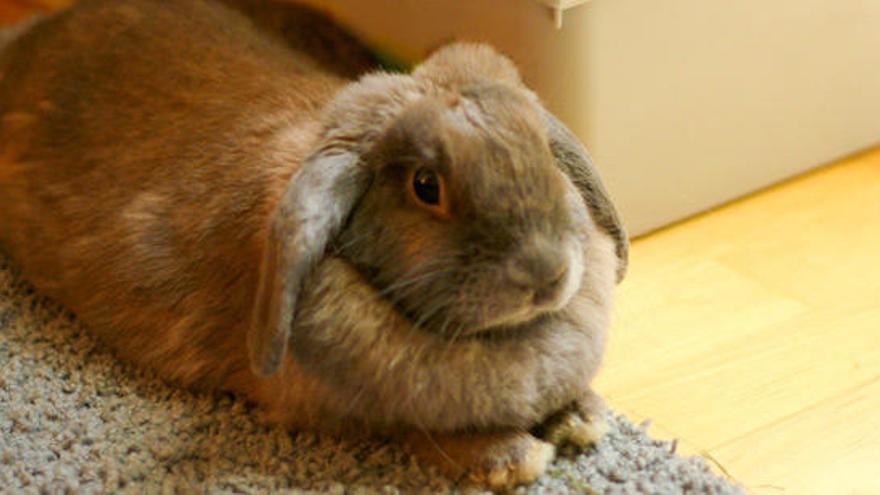 Un conejo doméstico, en una imagen de archivo.
