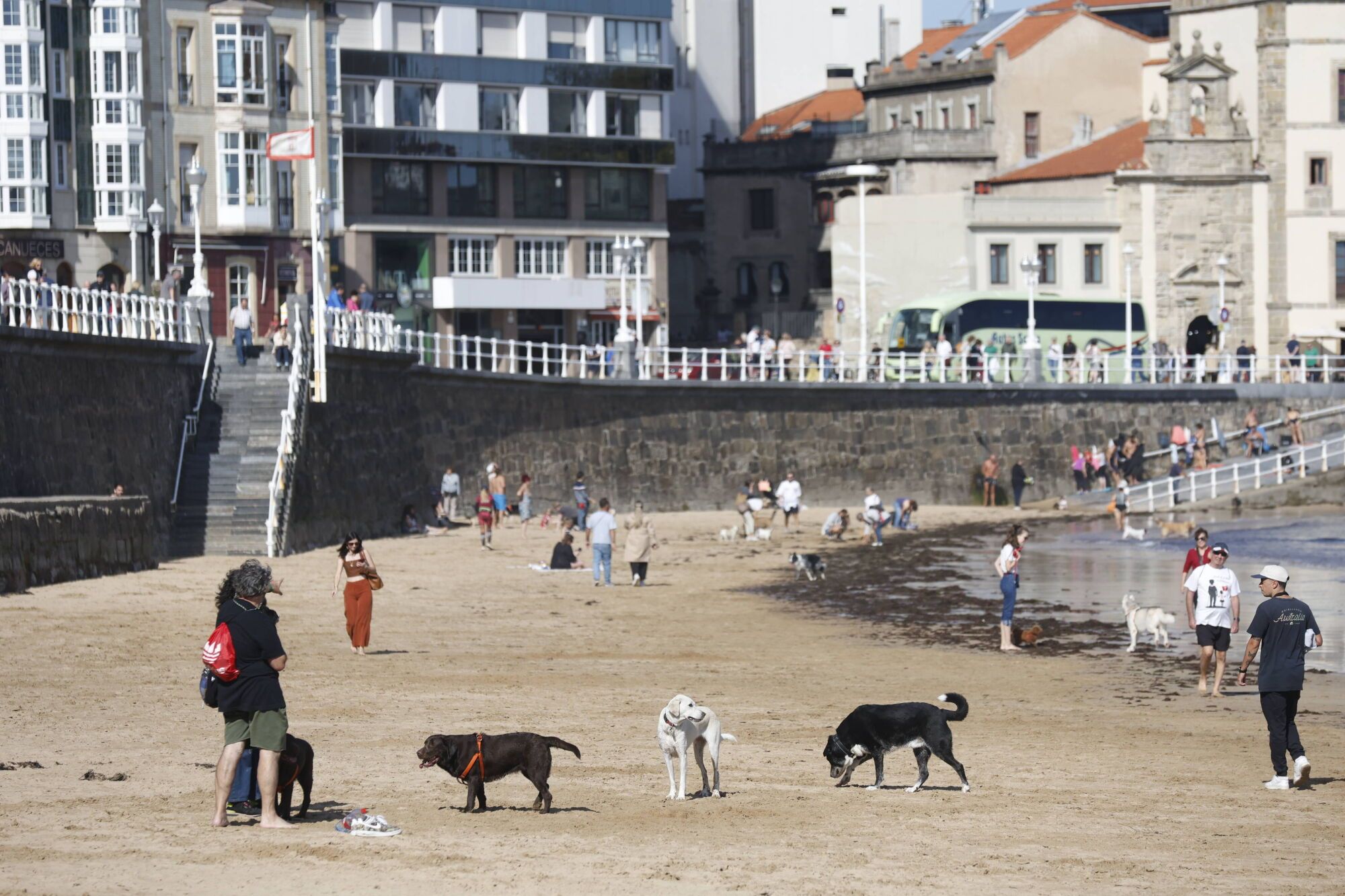 Regreso de los perros a la playa de San Lorenzo.