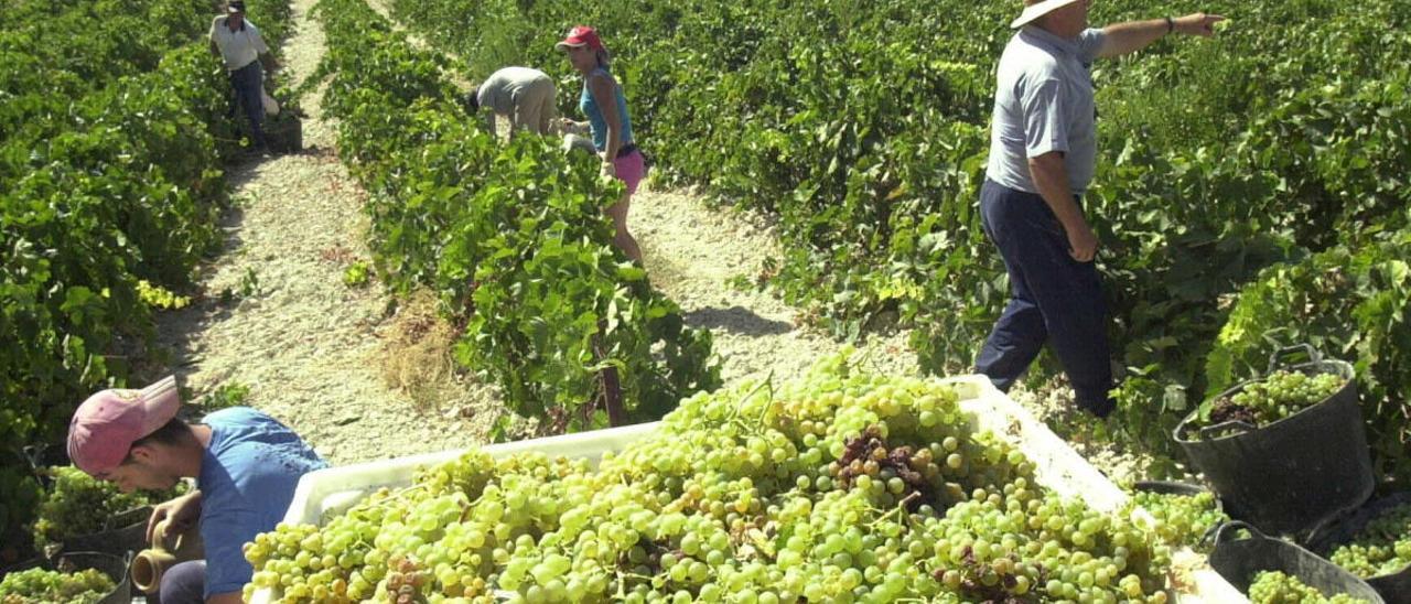 El recorte de ayudas agrarias de la UE pone en alerta al sector del arroz, viñedo y frutos secos