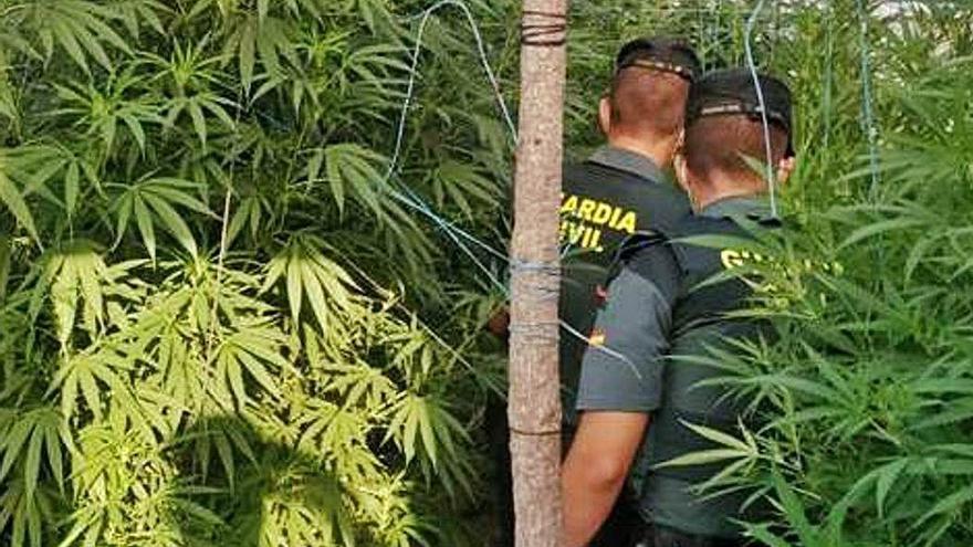 Agents de la Guàrdia Civil amb les plantes de marihuana