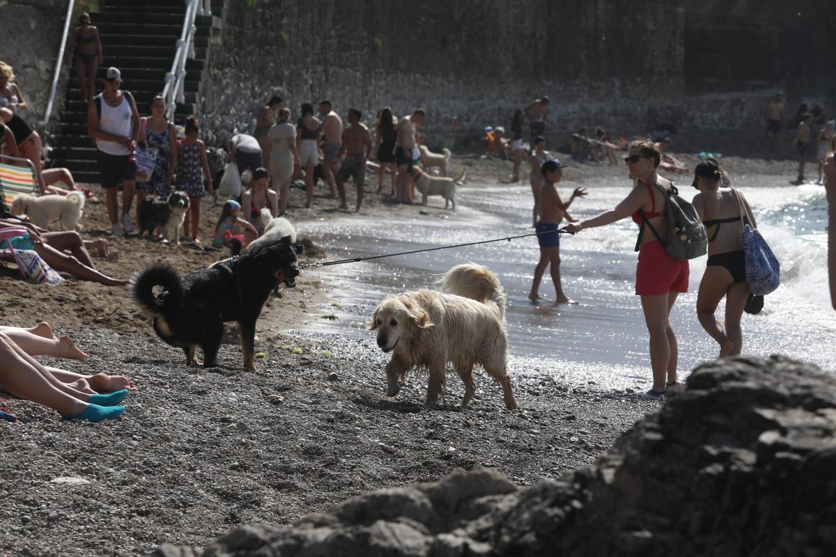 Bañistas y perros en la playa de El Rinconín.