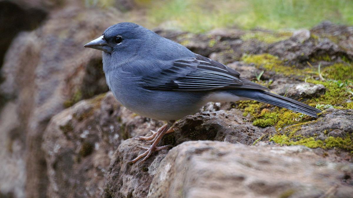 Ejemplar de pinzón azul de Tenerife.