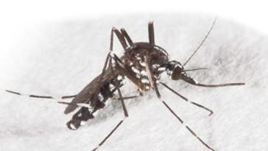 El pequeño mosquito tigre suele atacar a ras de suelo y de día