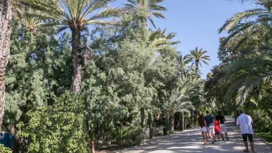 El interior del Parque Municipal de Elche.