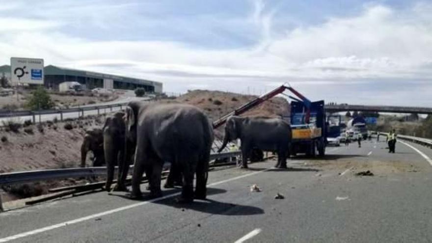 Los elefantes ayer en la carretera