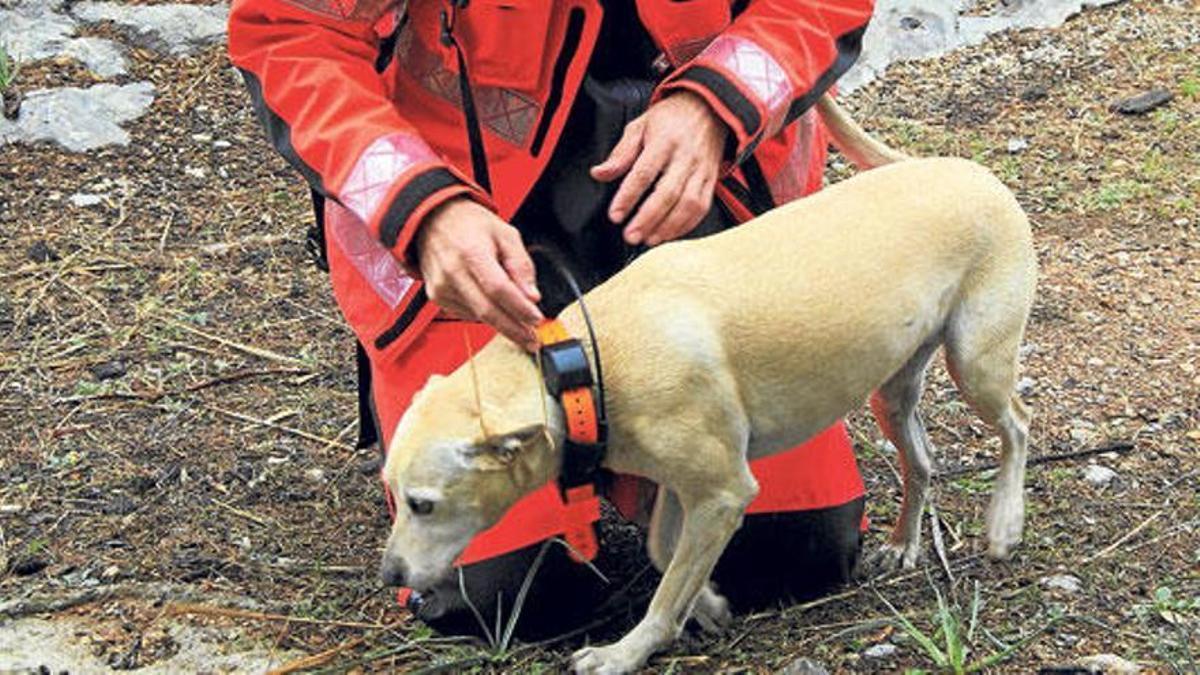 Uno de los perros de la Unidad canina de Bombers de Mallorca durante una búsqueda.