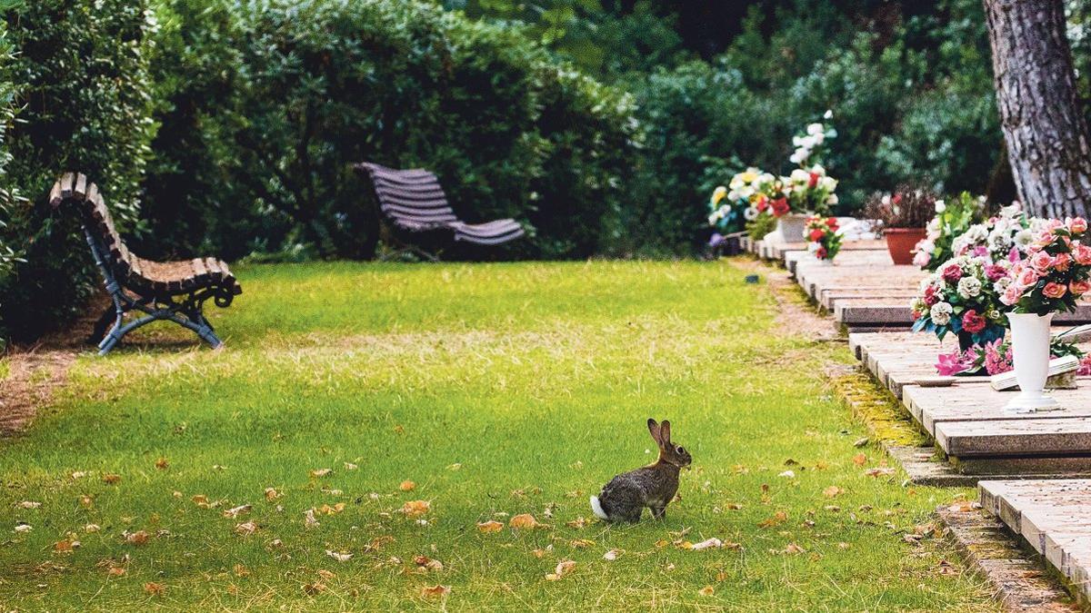 Fauna propia del cementerio de Roques Blanques