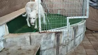 Animales y mascotas: juguetes de temporada