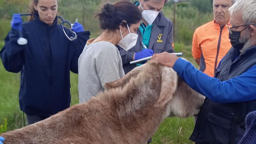 Una experta opina sobre las muertes de asnos en Castellón: &quot;Un burro no es una cabra&quot;