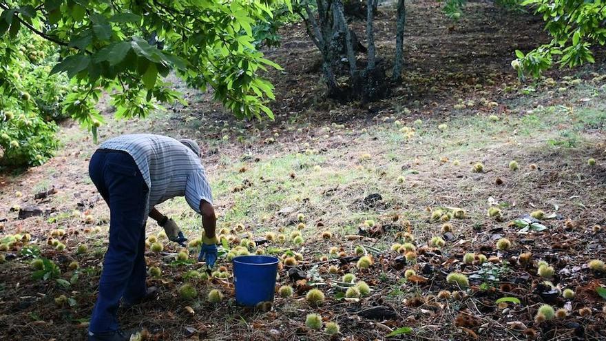 La cosecha de castaña en el Valle del Genal ya ha comenzado.