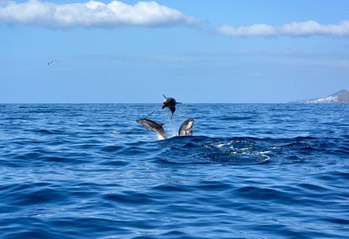 Delfines en Madeira