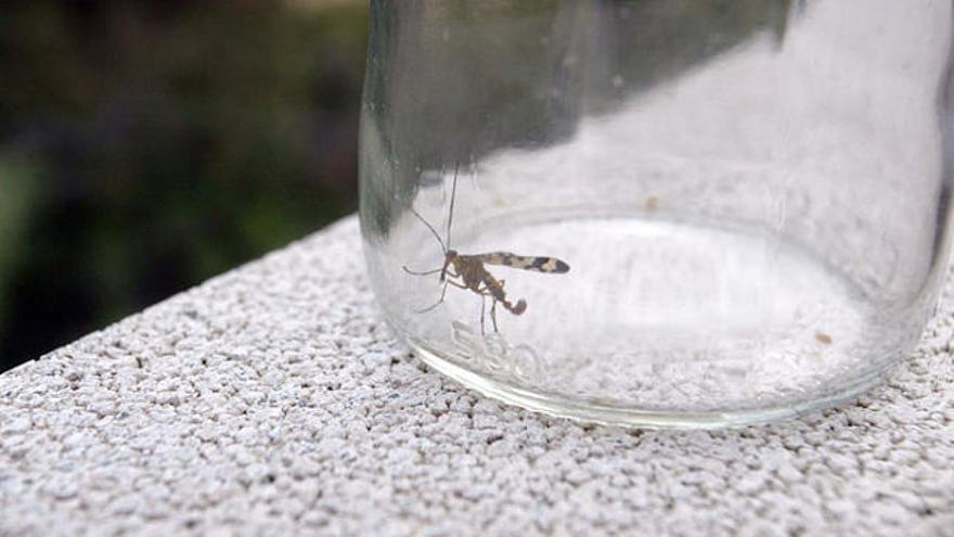 Un exemplar de mosquit tigre capturat el setembre de 2008 a Blanes.