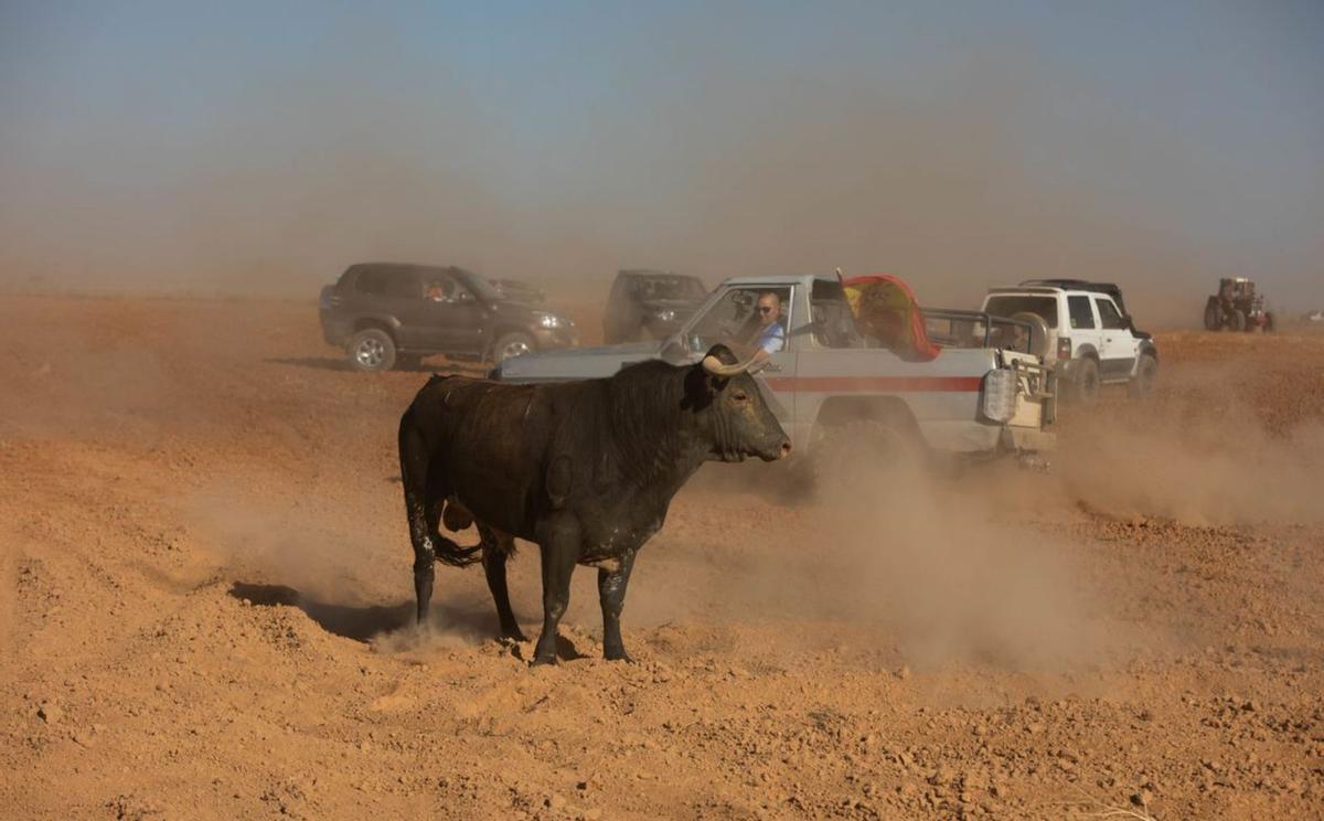 El toro, rodeado de vehículos. | Ana R. Burrieza