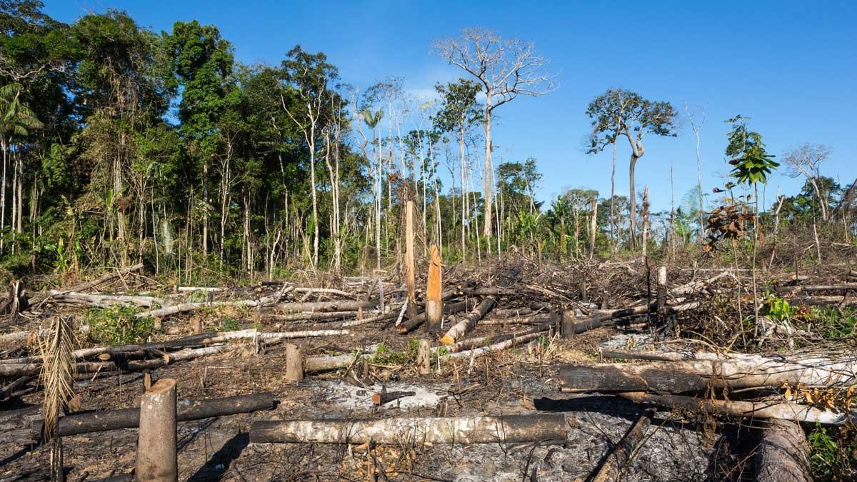 La selva amazónica de Acre, en Brasil, tras sufrir un episodio de deforestación.