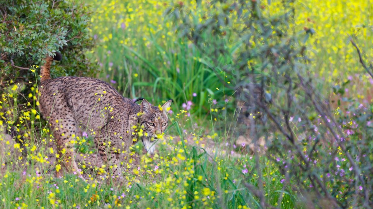 Sierra Morena, territorio Lince