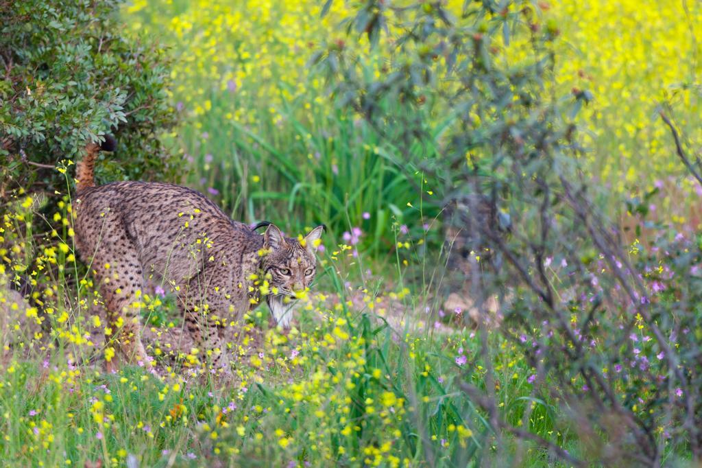 Sierra Morena, territorio Lince