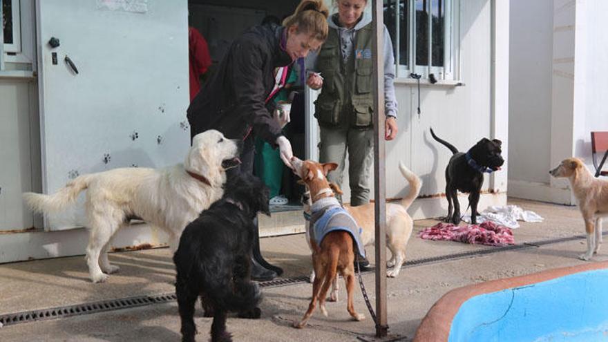 Perros juegan con las voluntarias de la Sociedad Protectora de Animales y Plantas.