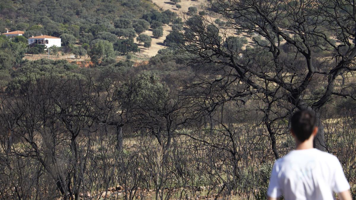 Andrés Encinas observa los árboles arrasados un año después del incendio en el Puerto del Calatraveño.