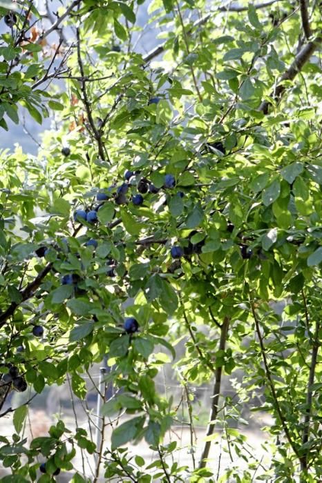 Pflaumenbäume sind Klassiker im mallorquinischen Obstgarten. Auf der Ökofinca Ariant bei Pollença wachsen besonders feine Sorten – jetzt sind die Früchte reif.