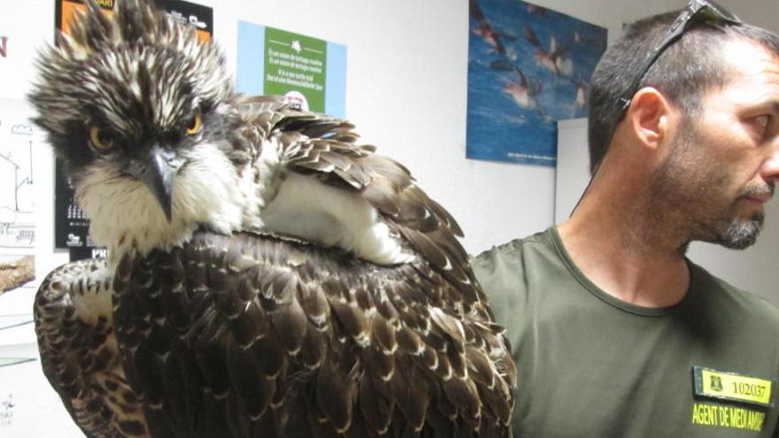 Fallece el águila pescadora rescatada en Sant Antoni