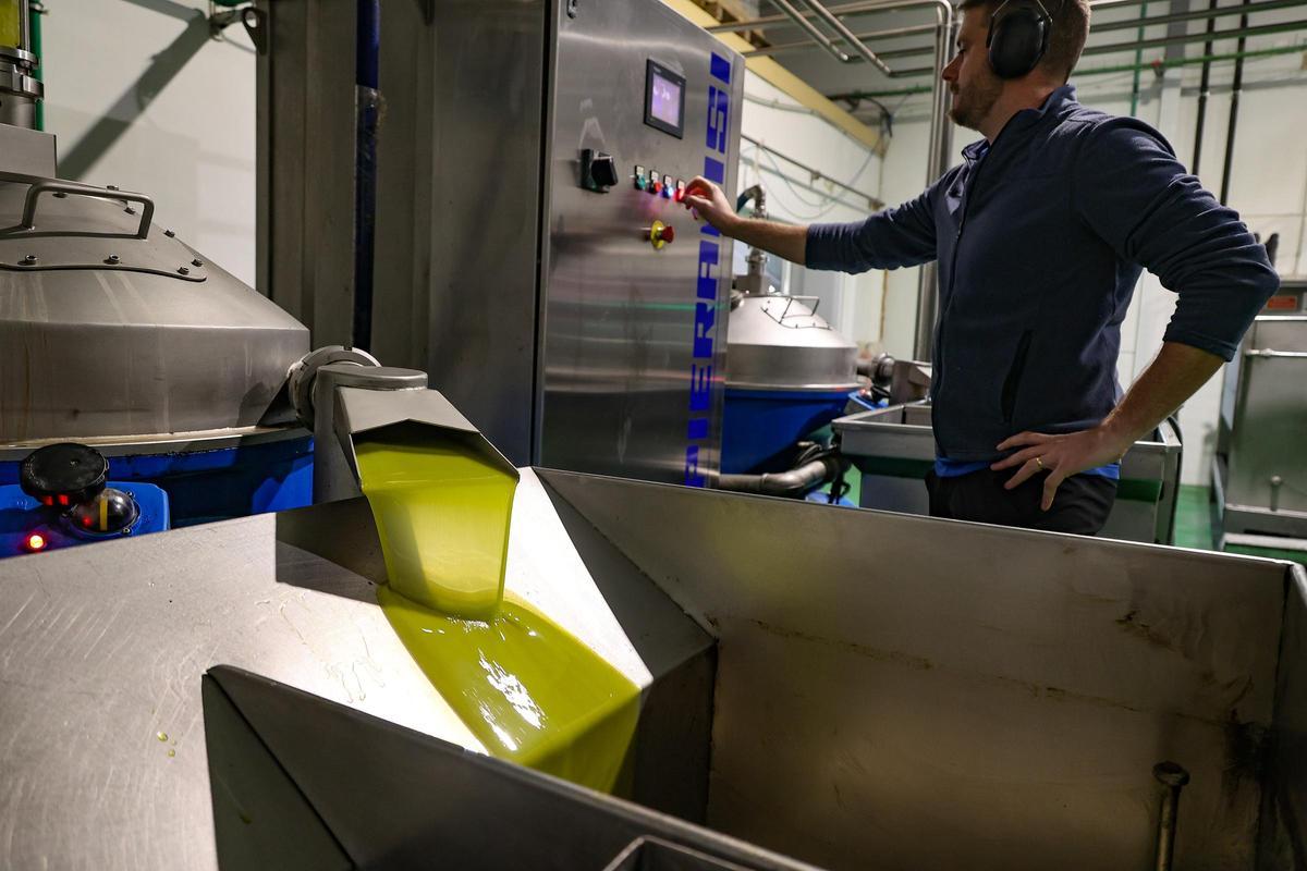 Producción de aceite de oliva en la Almàssera de Millena, en la comarca de El Comtat.