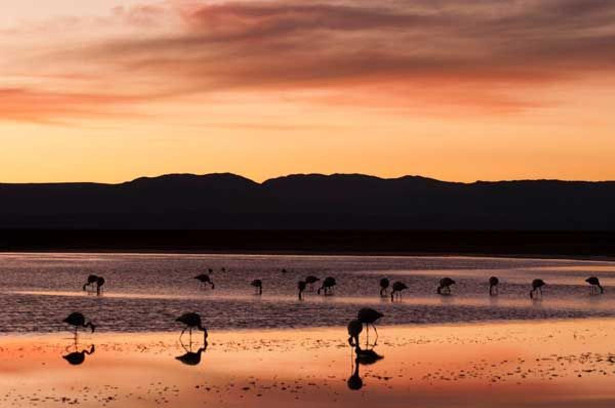 Atardecer en Laguna Chaxa con flamencos chilenos.