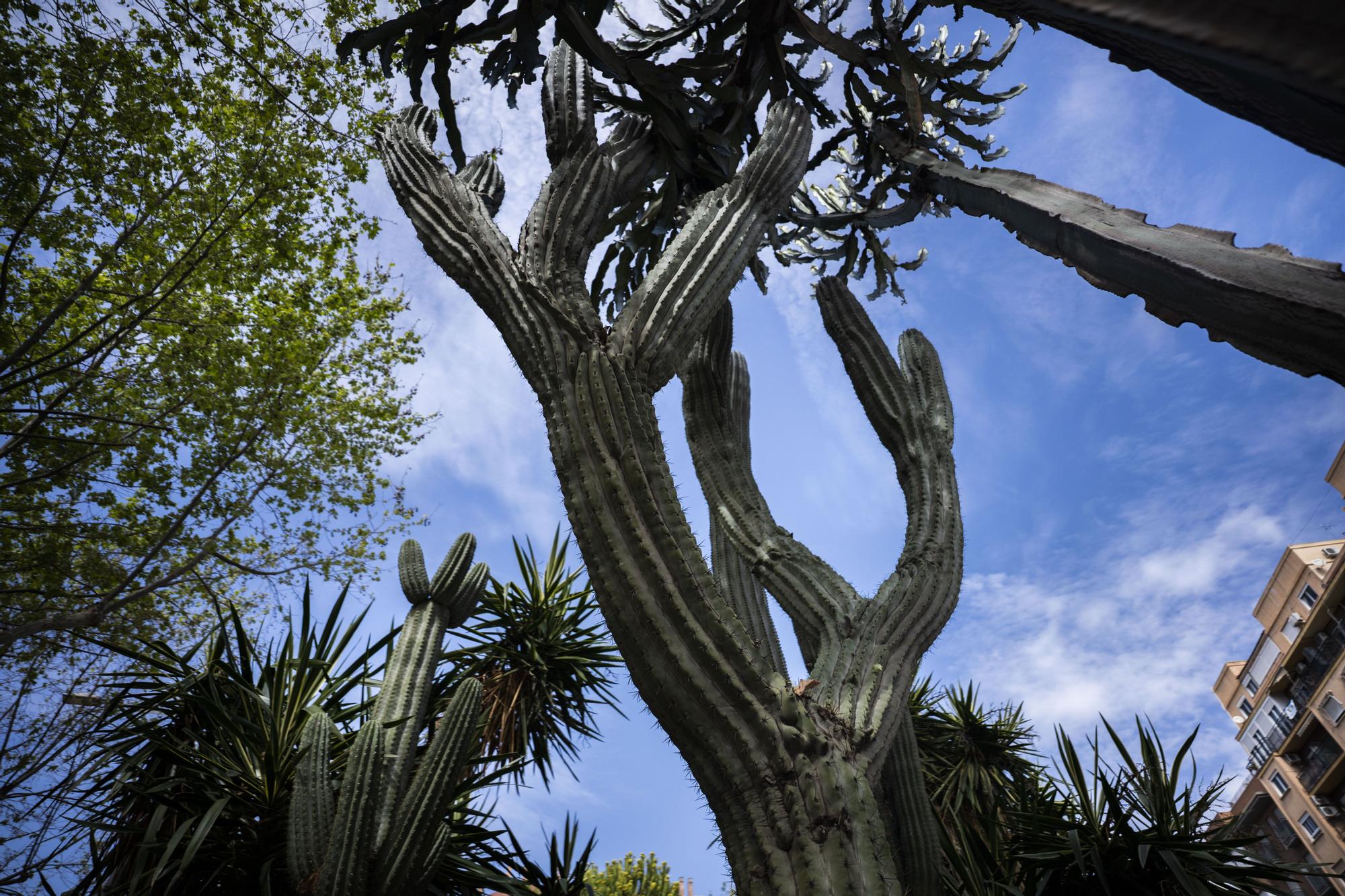 ¿Conoces los jardines de cactus de València?