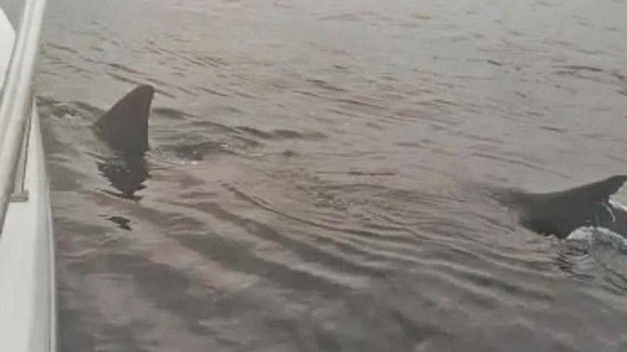 Dos capturas del vídeo que grabó Juan Carlos González cuando se encontró con un gran tiburón blanco, anteayer, a diez millas al norte de la costa de Ribadesella. | |  J. C. G.