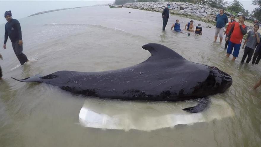 Muere una ballena en Tailandia tras tragarse 80 bolsas de plástico