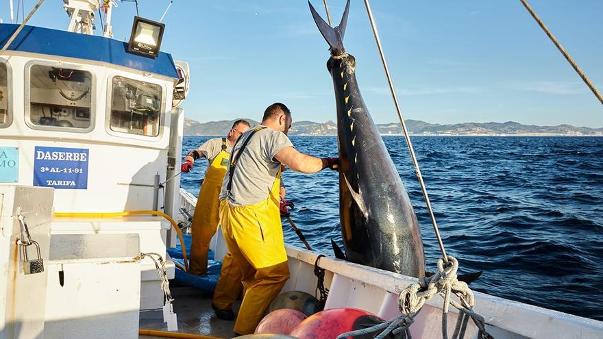 Innovació en la pesca de la tonyina vermella: qualitat sota demanda i sostenibilitat