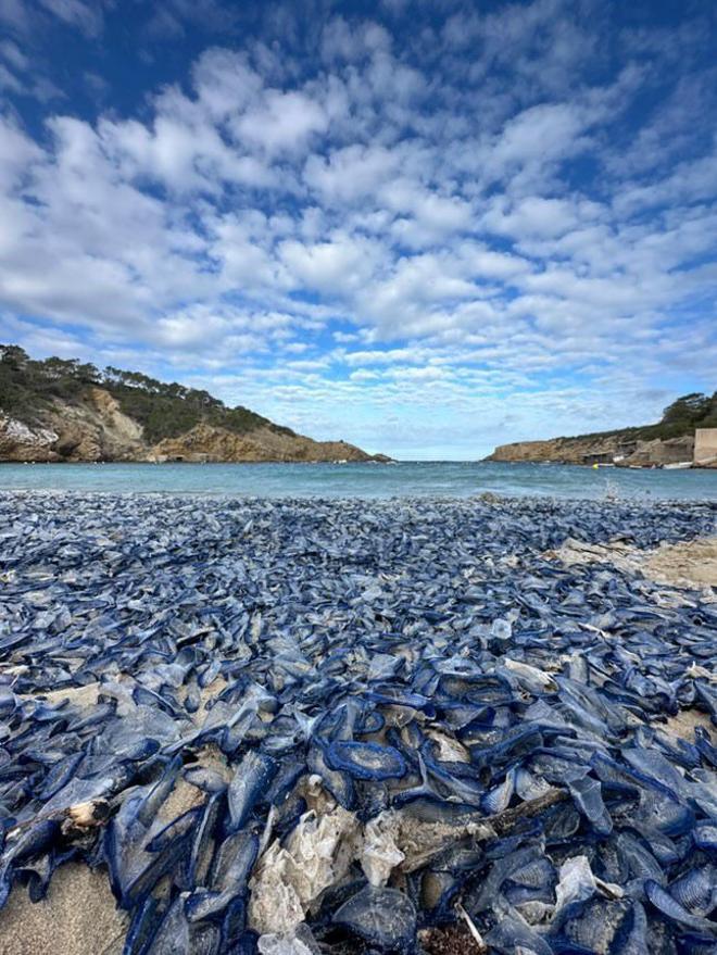 Invasión de medusas en Ibiza