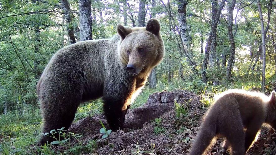 El oso pardo camina por el buen sendero en Asturias