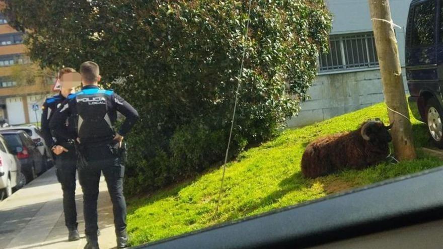 Recogen un carnero suelto por las calles de Pola de Siero