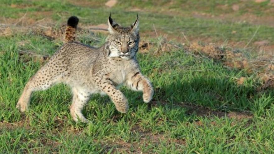 España salva el lince