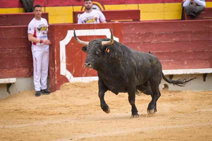 Así ha sido el Concurso Nacional de Recortadores de Castellón