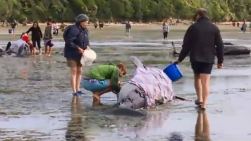 Mueren cerca de 100 ballenas tras quedar varadas en Nueva Zelanda