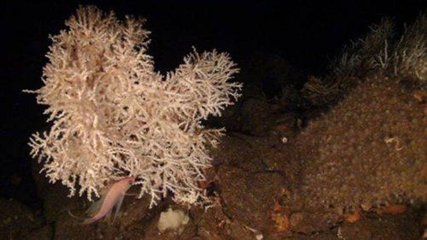 Nuevas evidencias de declive en el arrecife de coral del Caribe