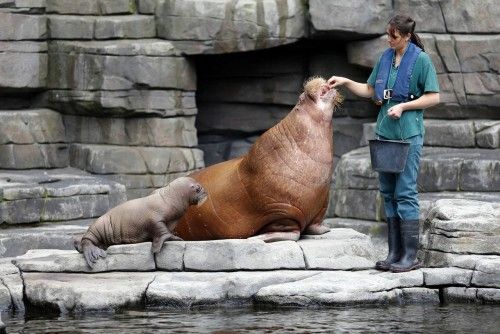 La cuidadora Lisa Voss alimenta a una morsa mientras ella y su cría se presentan al público en Hamburgo, Alemania. Se trata de la primera morsa nacida en el país.