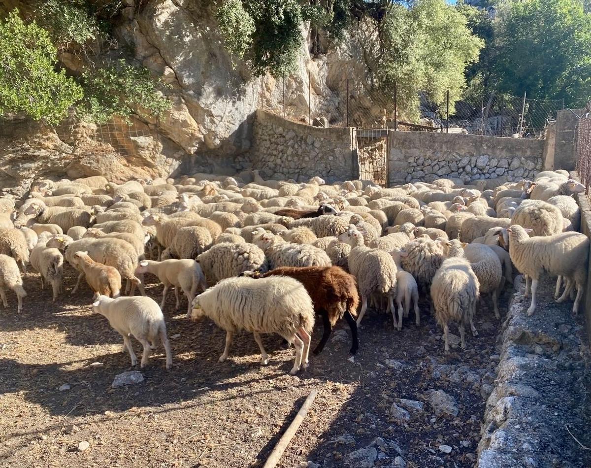 Imagen de un rebaño de ovejas de una explotación ganadera de Mallorca.