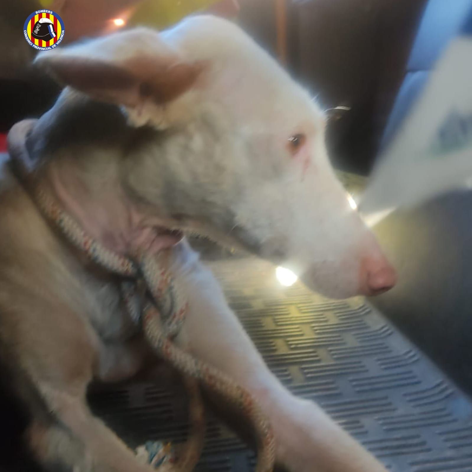 Encuentran a una perrita que se había caído a una balsa de riego en Benicolet