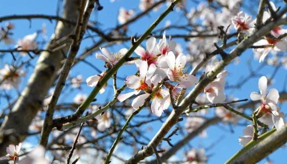 Mandelblüte, fotografiert von Sophia Lukaszczyk.