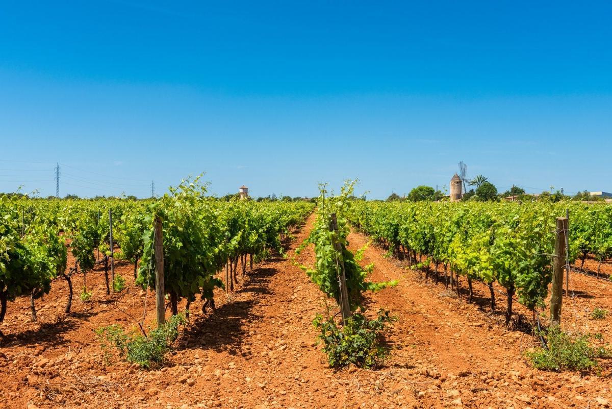 Viñedos en el centro de Mallorca