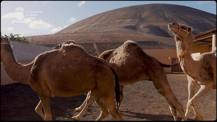Manifiesto del Ayuntamiento de Yaiza en apoyo al sector camellar de Uga