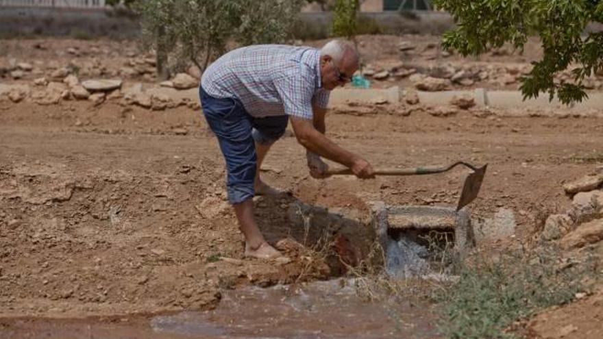 Un agricultor reparte agua del trasvase en su explotación agrícola en el campo de Elche.