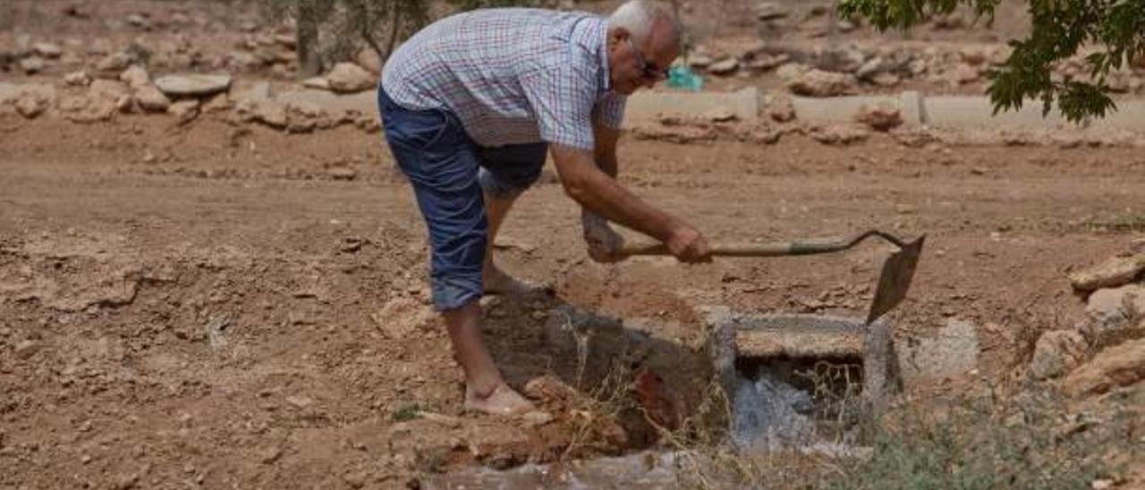 Un agricultor reparte agua del trasvase en su explotación agrícola en el campo de Elche.