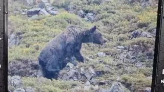 Graban a un oso" despistado y a la carrera en Asturias