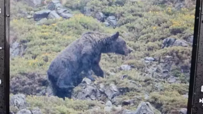 Graban a un oso despistado y a la carrera en Asturias