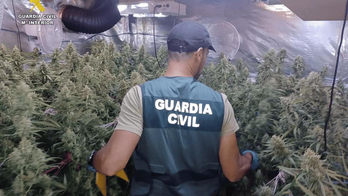 La Guardia Civil, durante una operación donde desmanteló un grupo criminal dedicado a la plantación de marihuana tipo indoor